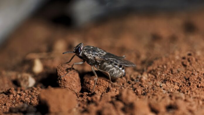FG Begins Tsetse fly Surveillance to Protect Livestock in Akwa Ibom