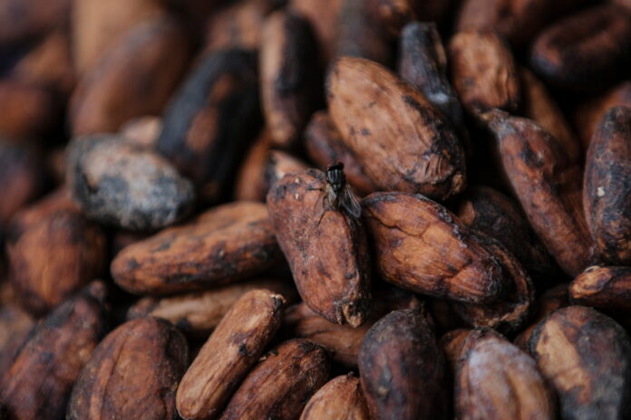 Cocoa Prices Climb to Six-Month Peak as West Africa Faces Fresh Supply Threats