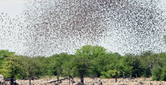 Over 1,500 Zamfara Farmers Hit by Massive Bird Invasion