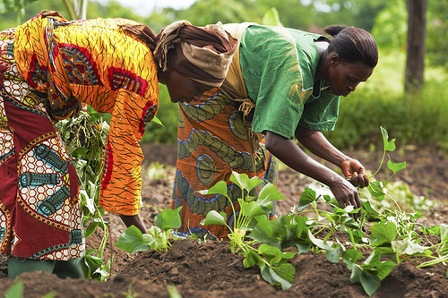 Backyard Farming Reduces Household Costs, Boosts Income — Bauchi Women