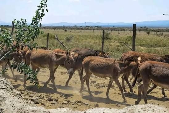 Donkey Slaughter Rising in Adamawa — Wildlife Office Warns, Cites 2022 Export Ban